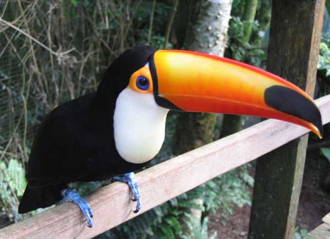 16 daagse Rondreis Natuurlijk Brazilie 2